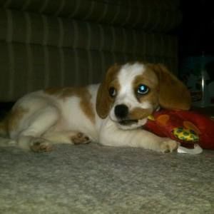 Meet your Posher, Laurie